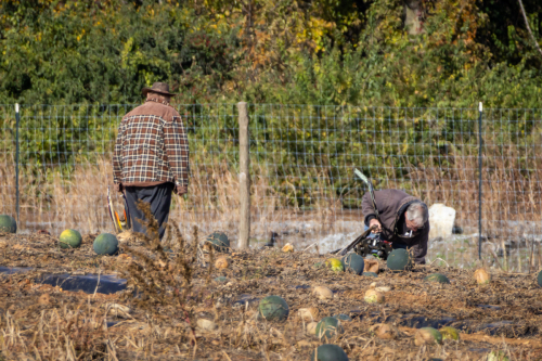 IMG 1008-Enhanced-SR