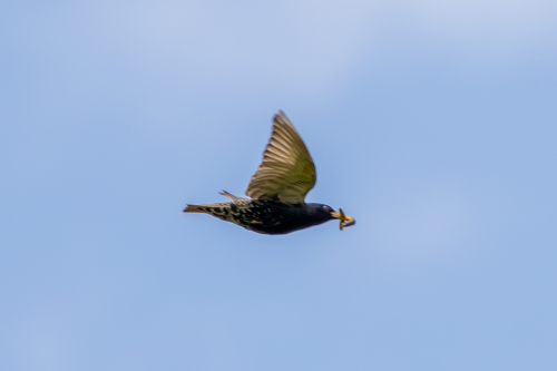 IMG 1089-Enhanced-NR