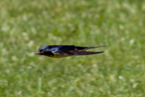 IMG 6183-Enhanced-NR